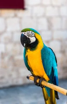 Parrot Stock Photos