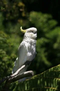 Parrot Foto stock