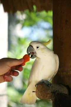 Parrot Foto stock