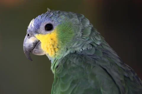 Parrot Stock Photos