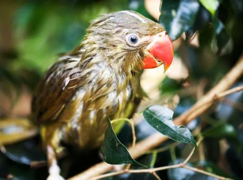 Parrot Foto stock