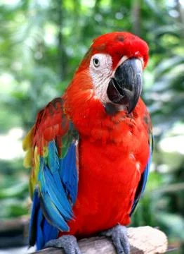 Parrot Stock Photos