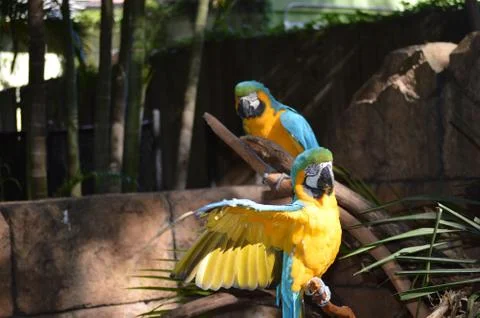 Parrot Stock Photos