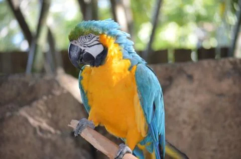 Parrot Stock Photos