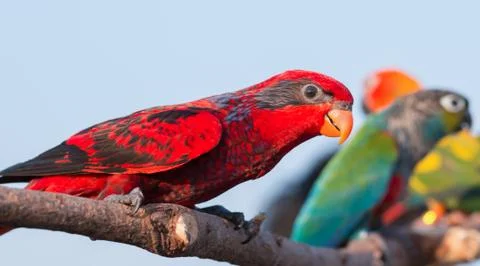 Parrot Stock Photos