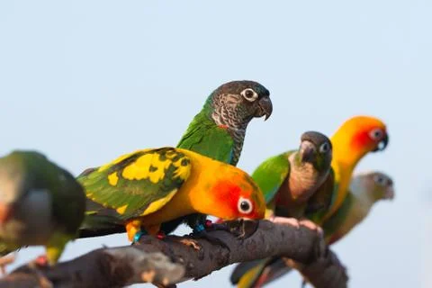 Parrot Stock Photos