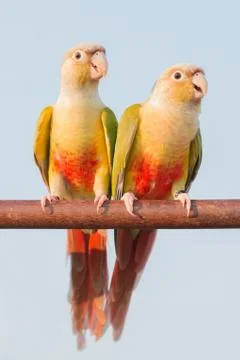 Parrot Stock Photos