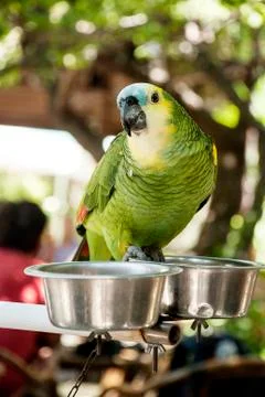 Parrot Stock Photos
