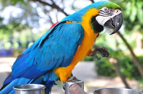 Parrot Stock Photos