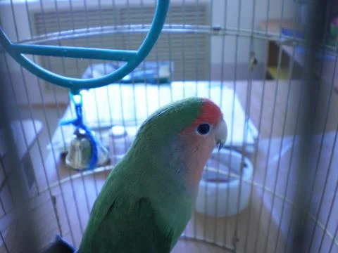 A parrot Foto stock