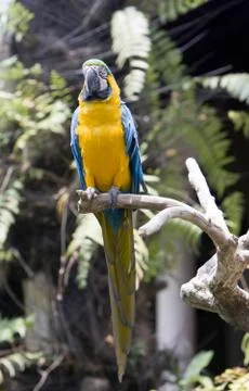 Parrot 스톡 사진