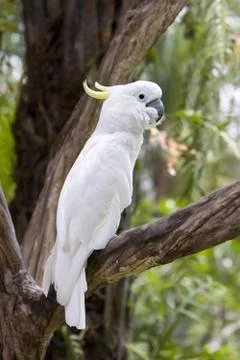 Parrot Stock Photos