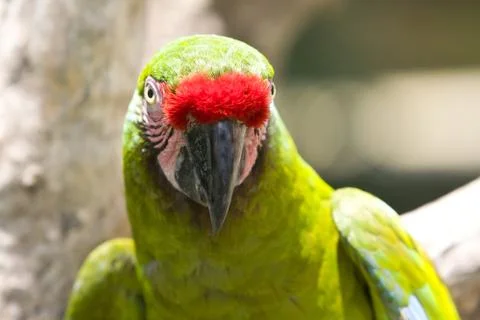 Parrot Foto stock