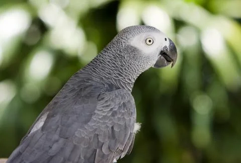 Parrot Foto stock