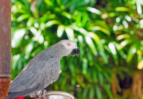 Parrot Foto stock