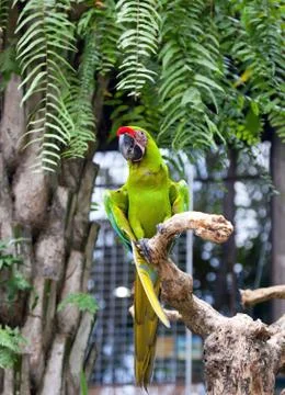 Parrot 스톡 사진