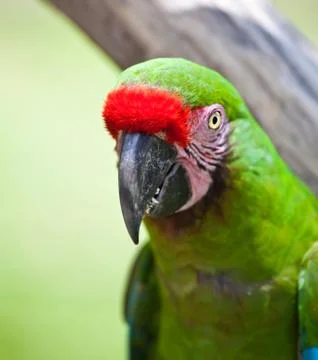 Parrot Foto stock