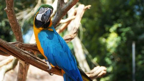 Parrot Stock Photos