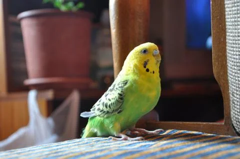 Parrot 스톡 사진