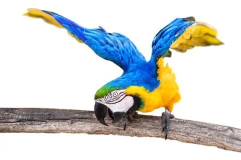 Parrot Stock Photos