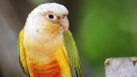 Parrot Stock Photos
