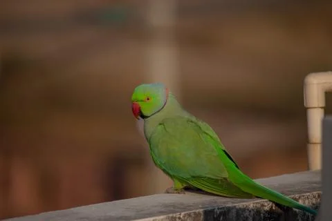 Parrot Stock Photos