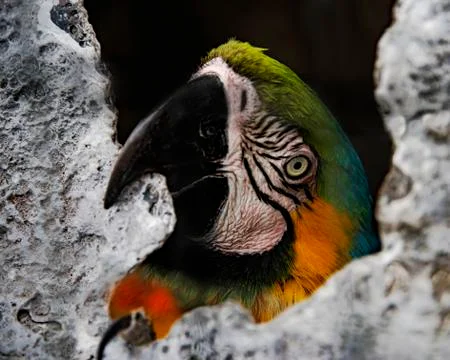 Parrot Stock Photos