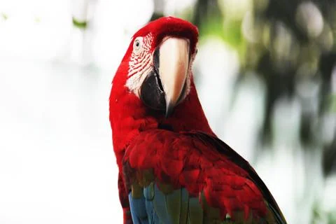 Parrot Stock Photos