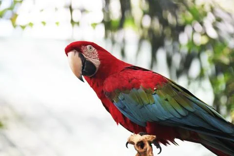 Parrot Stock Photos