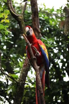 Parrot Stock Photos