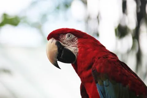 Parrot Stock Photos