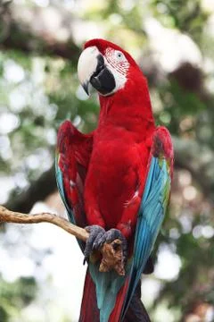 Parrot Stock Photos