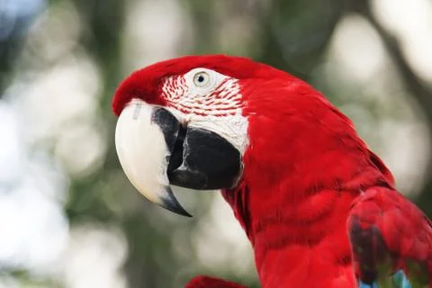 Parrot Stock Photos