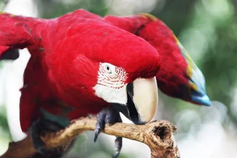 Parrot Stock Photos