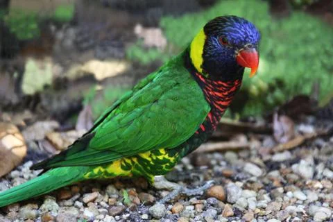 Parrot Stock Photos