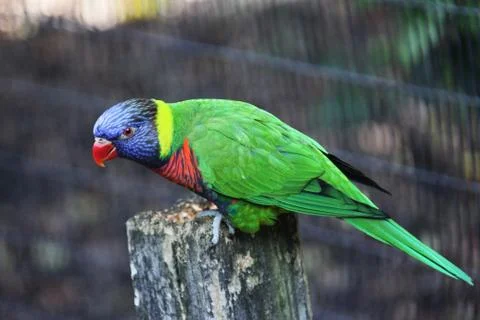 Parrot Stock Photos
