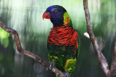 Parrot Stock Photos