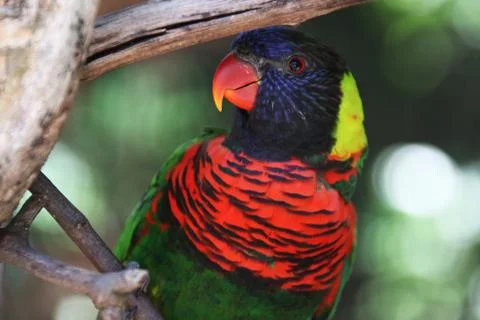 Parrot Foto stock