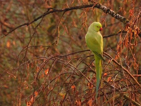 Parrot Stock Photos