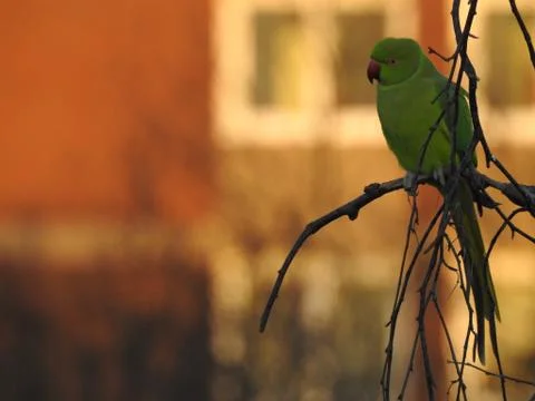 Parrot Stock Photos