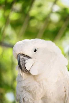 Parrot Stock Photos