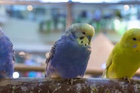 Parrot Stock Photos