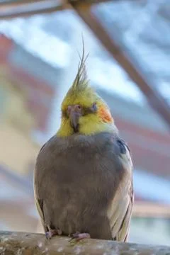 Parrot Stock Photos