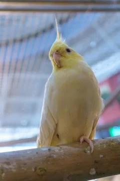 Parrot Stock Photos