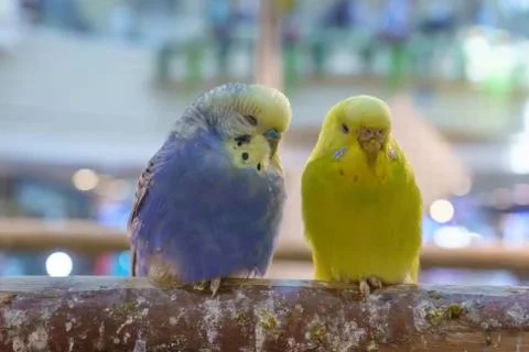 Parrot Stock Photos