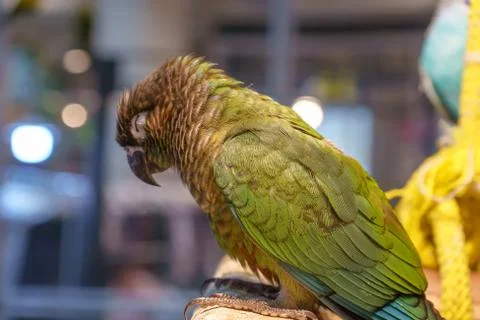 Parrot Stock Photos