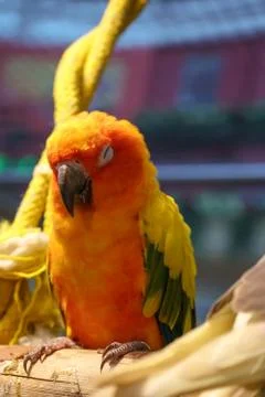 Parrot Stock Photos