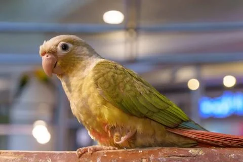Parrot Foto stock