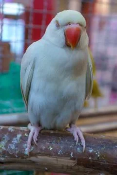 Parrot Stock Photos