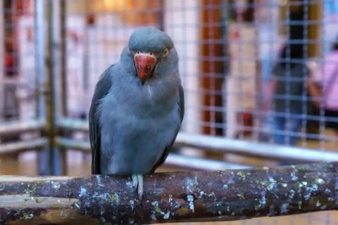 Parrot Stock Photos